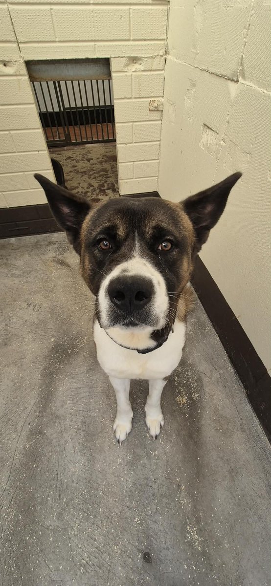 AdoptionsUk's tweet image. Please retweet to help Daz find a home #STOKE #UK 
Available for adoption ✅ Wed 22 APRIL 🐶💔
Daz is an approx 18 month old akita x, Daz came in via the dog warden/council pound and he has not been re-claimed, we have given Daz his name.
Due to Daz being a stray this means we