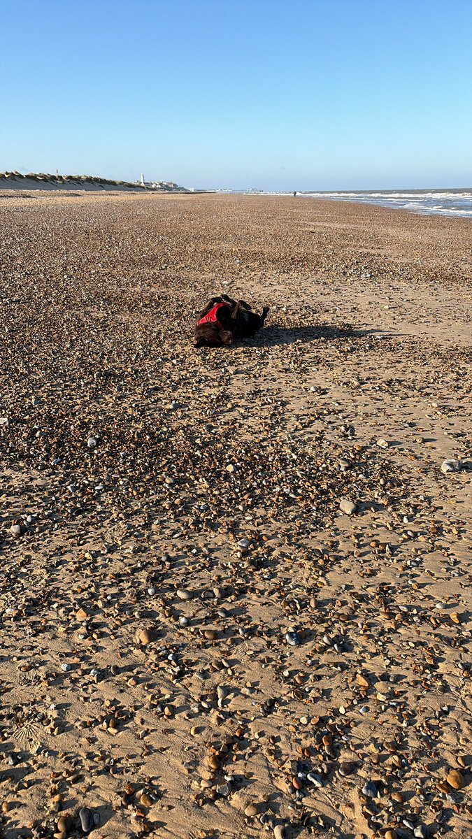 Becks and Charlie Brown tweet media