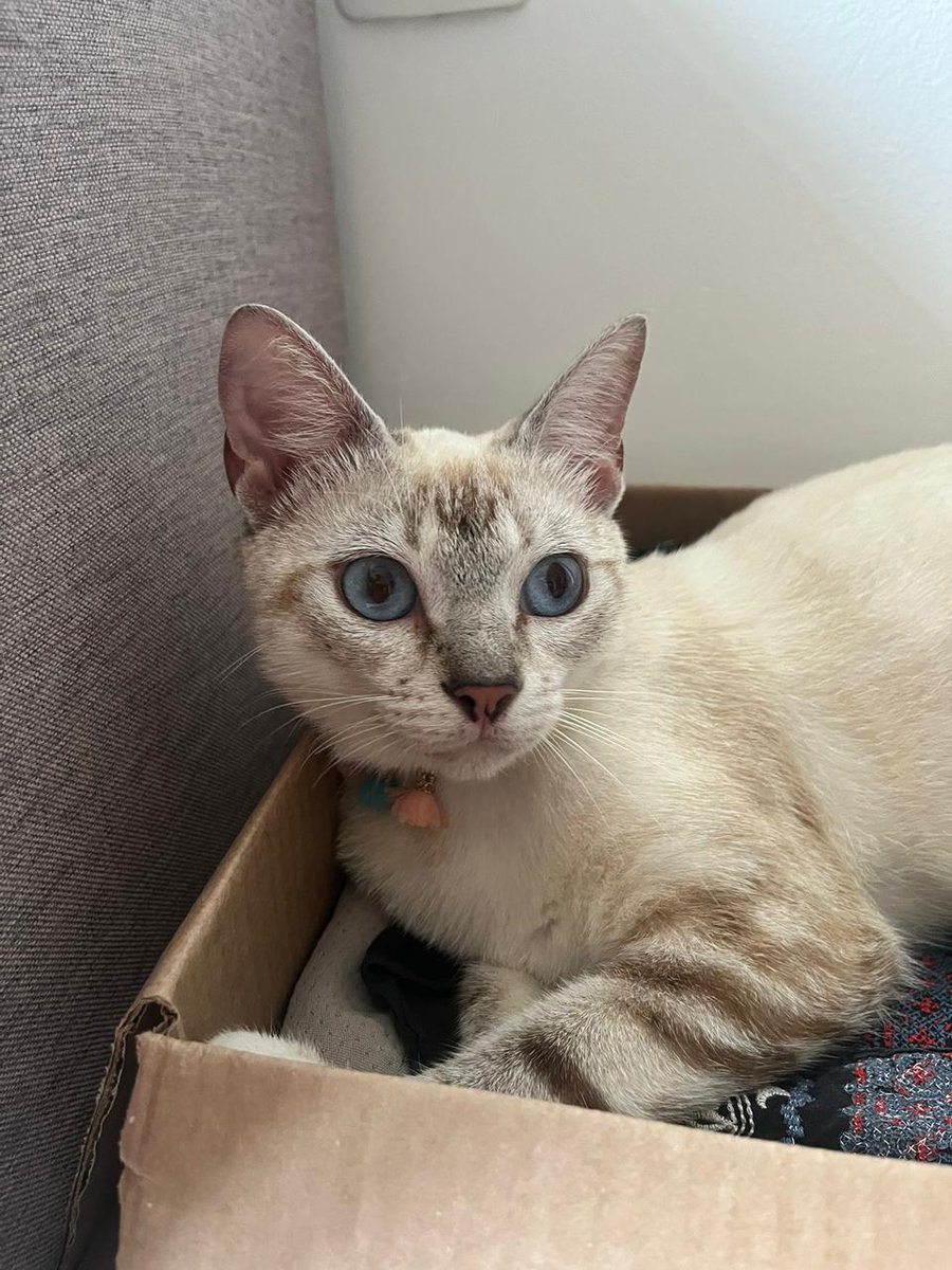 sakedyy's tweet photo. ela sabendo q agora é ela q manda em tudo la em casa <3 https://t.co/2MhmmlnAl2
