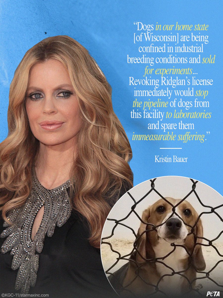 Nearly 2,000 beagles remain trapped at Ridglan Farms, which breeds and sells dogs to laboratories. The facility will surrender its license July 1, but <a href="/IamKristinBauer/">Kristin Bauer</a> is urging Wisconsin to act now before Ridglan sells the remaining dogs to labs.