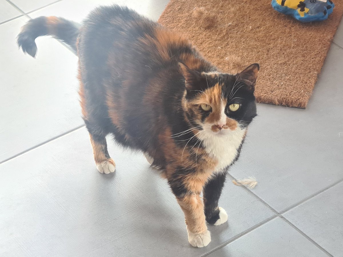 Neiria - AG & PaxDei Creator; Star Citizen Lover tweet media