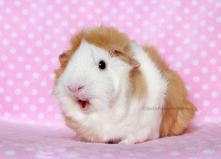 mely ♡'s ale!! 🪽 tweet media