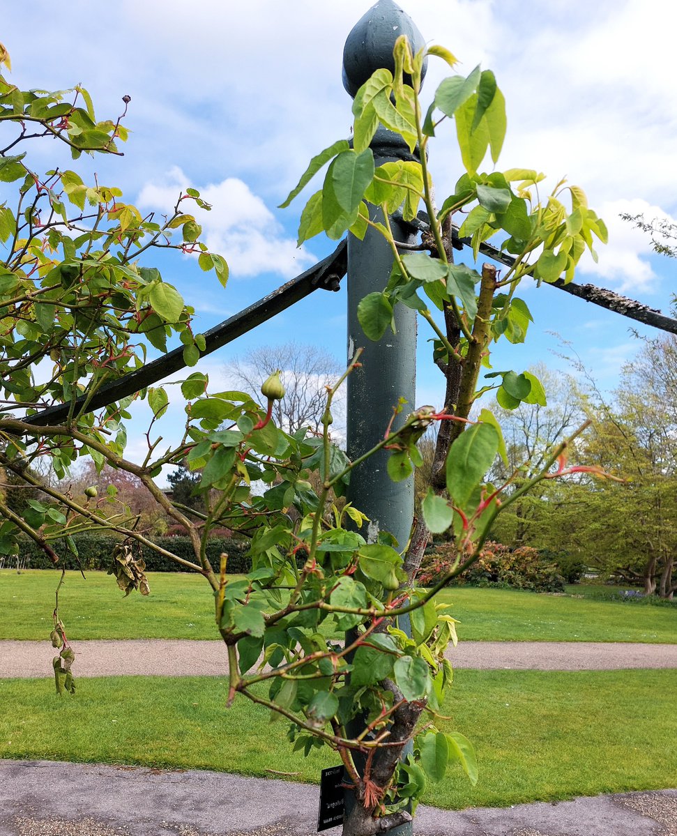 MercuryCards's tweet image. Rosa Variegate Di Bologna coming to life in #Sheffield #Botanical #Gardens 😊 ~ Introduced in 1909 by Massimiliano Lodi in Italy, it is beloved for its highly fragrant, large, globular, white flowers streaked with purple-red stripes.  #Yorkshire #rosewednesday