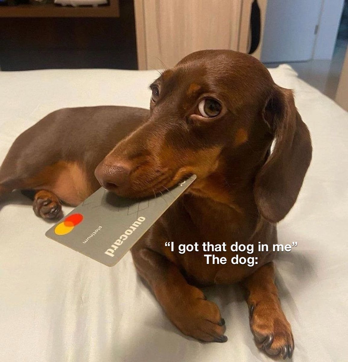 Old Row Pups tweet media
