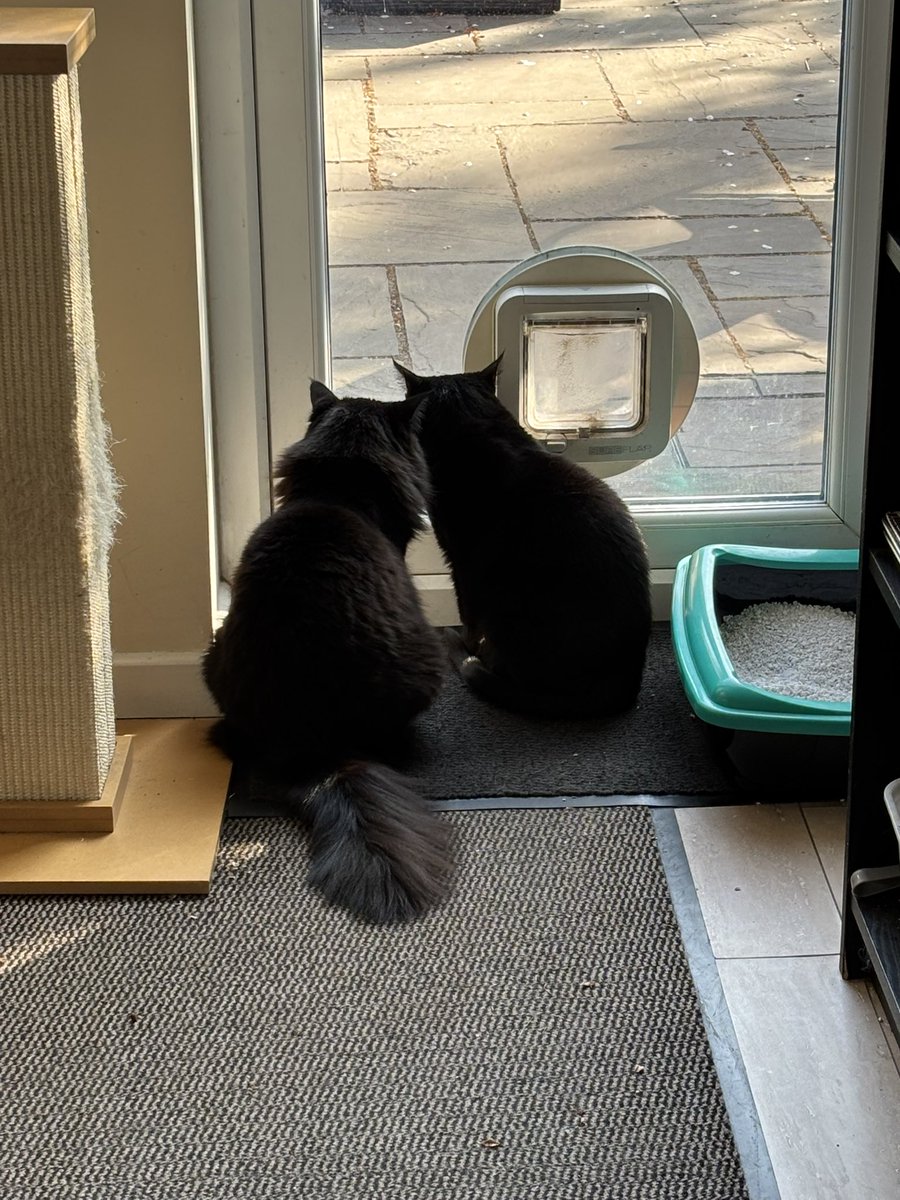 Stitchandsow's tweet photo. I think they are planning something, they rarely get this close. https://t.co/Gkzqcf7Q5a