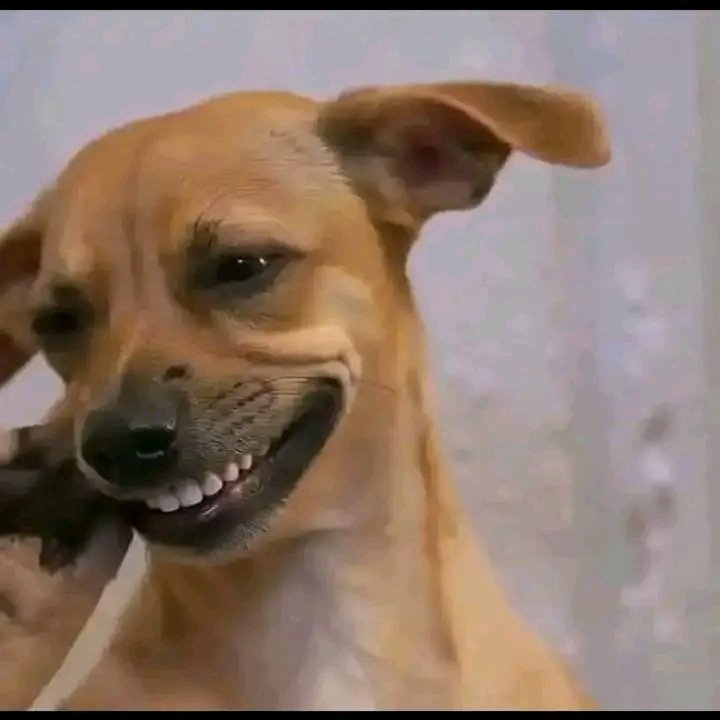 StarFlameIce🌟🔥❄️ tweet media