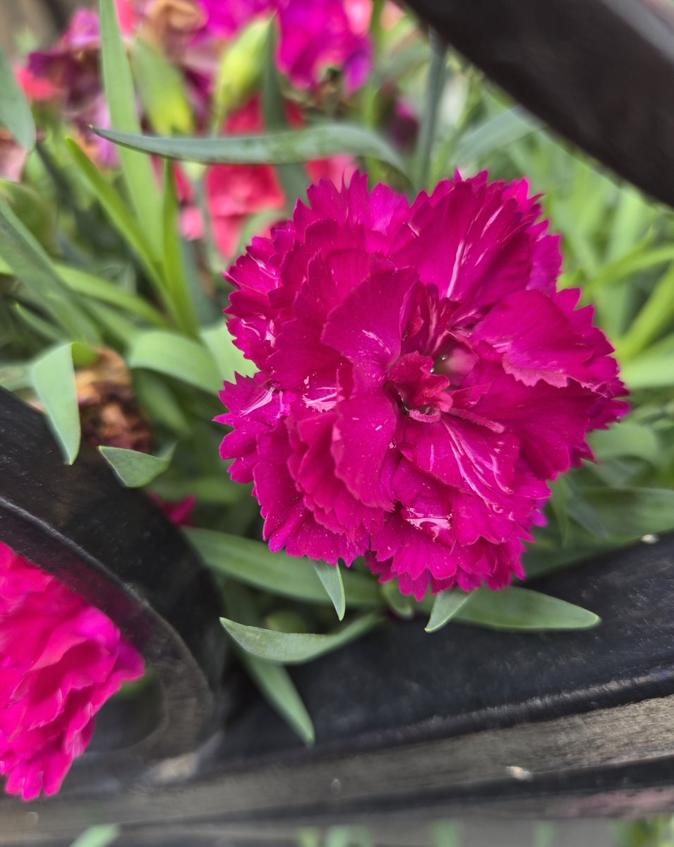 Savannah_01228's tweet image. Taken during today's meanderings...didn't take too many shots, surprisingly

#dailydoor #doors #WhateverWednesday