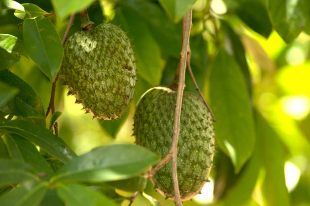 Oriola370257's tweet image. 🌱 DAY 2 — Benefits of Soursop

🍃 Why You Should Plant Soursop!!!

. Boosts immunity 💪
. Used for juice &amp;amp; smoothies 🥤
. Leaves used as herbal tea 🍃
. High market value 💰

👉 One tree can make you money!
Videos from Pixabay

#SoursopBenefits #HealthyLiving #Farm #soursop
