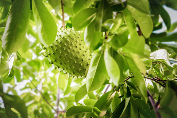 Oriola370257's tweet image. 🌱 DAY 2 — Benefits of Soursop

🍃 Why You Should Plant Soursop!!!

. Boosts immunity 💪
. Used for juice &amp;amp; smoothies 🥤
. Leaves used as herbal tea 🍃
. High market value 💰

👉 One tree can make you money!
Videos from Pixabay

#SoursopBenefits #HealthyLiving #Farm #soursop