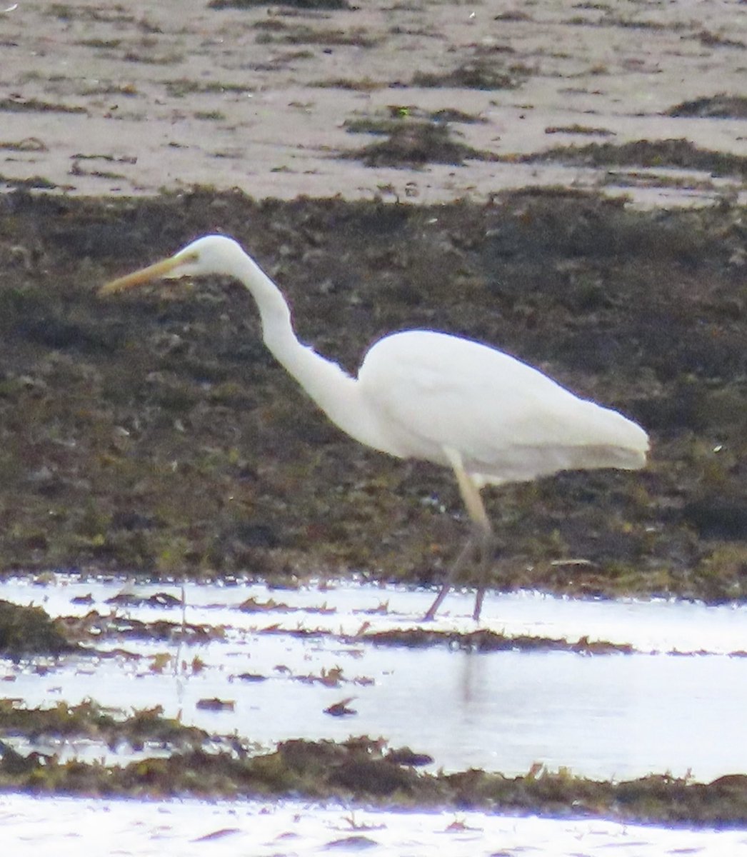 BarneyBirder's tweet photo. A few slightly better pics of the great egret in the Inny estuary https://t.co/rkg3qoETzQ