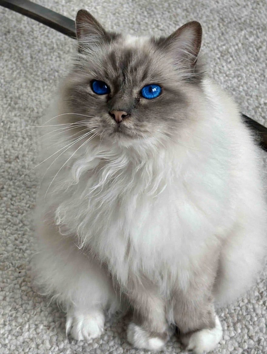 It’s #WhiskerWednesday and while you admire mine I will focus on getting Mama to move into the grooming salon - my shirt front needs a bit of attention
♥️😘Ari😘♥️ #CatsOfX