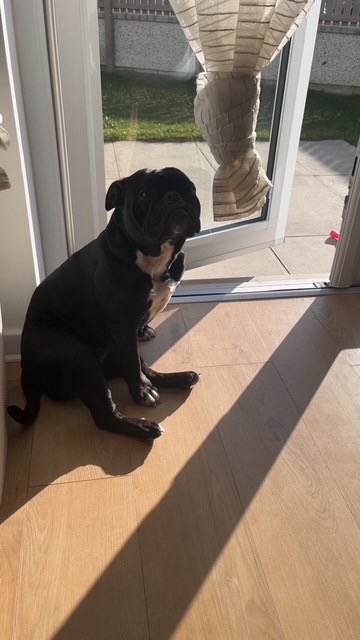 Help2Rehome Scotland tweet media