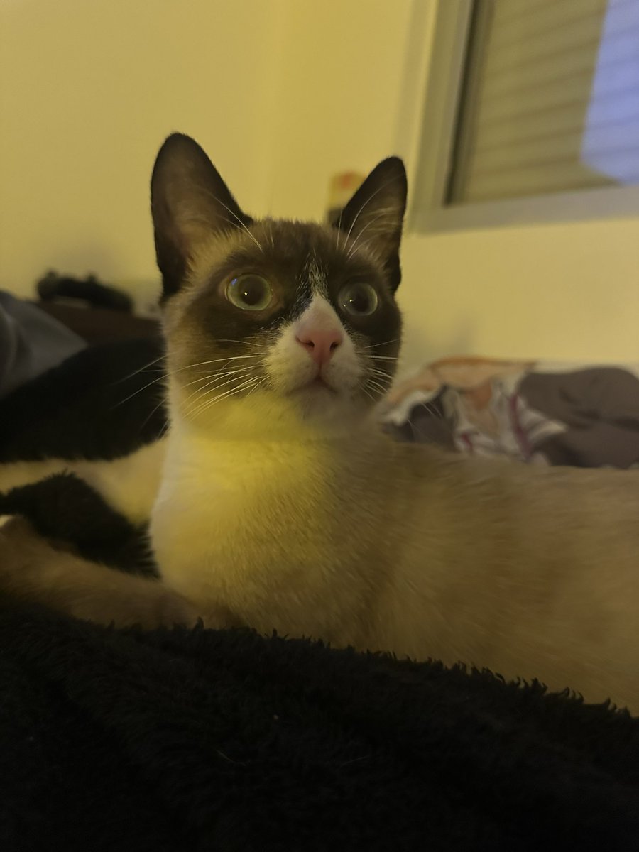 lana =^•^= tweet media