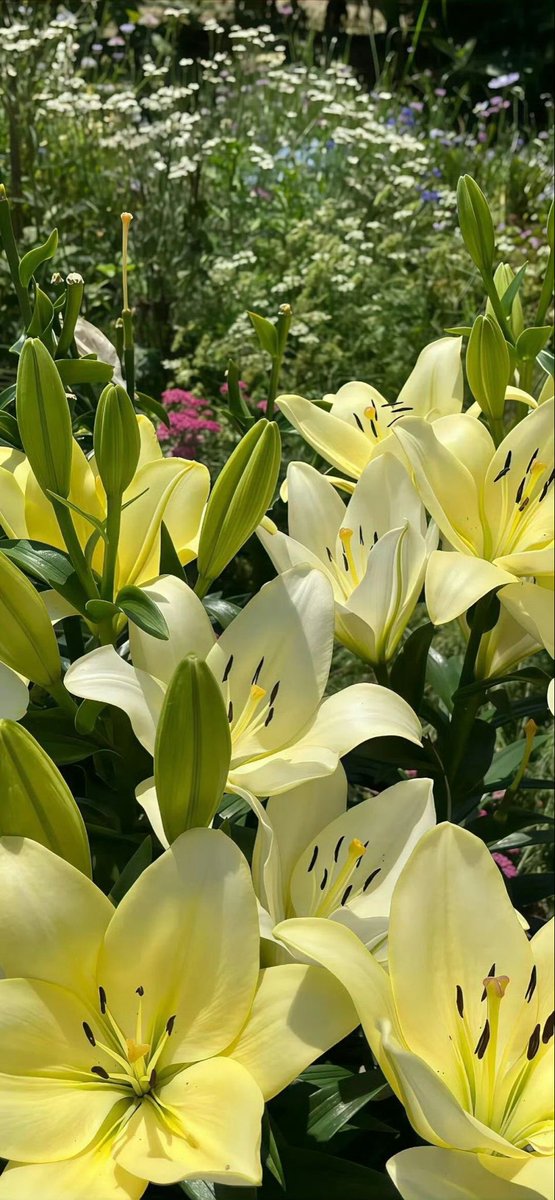 landspace tweet media