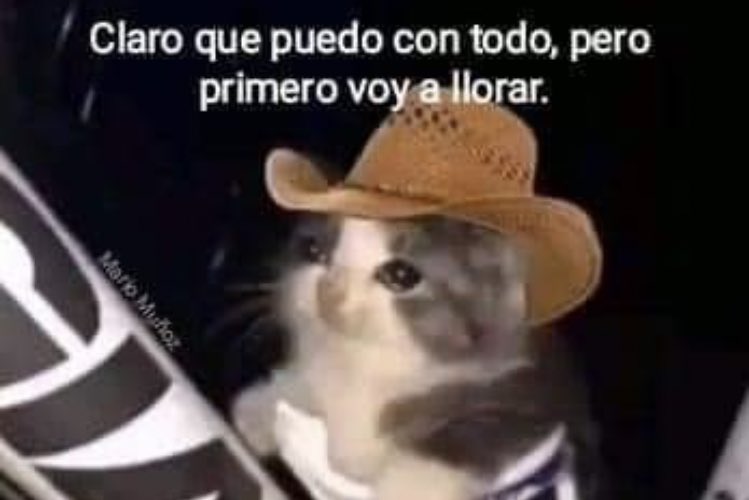 NotBunBunny tweet media