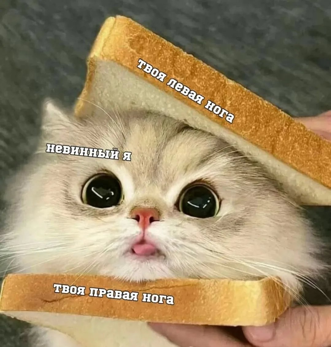 Василий Новиков tweet media