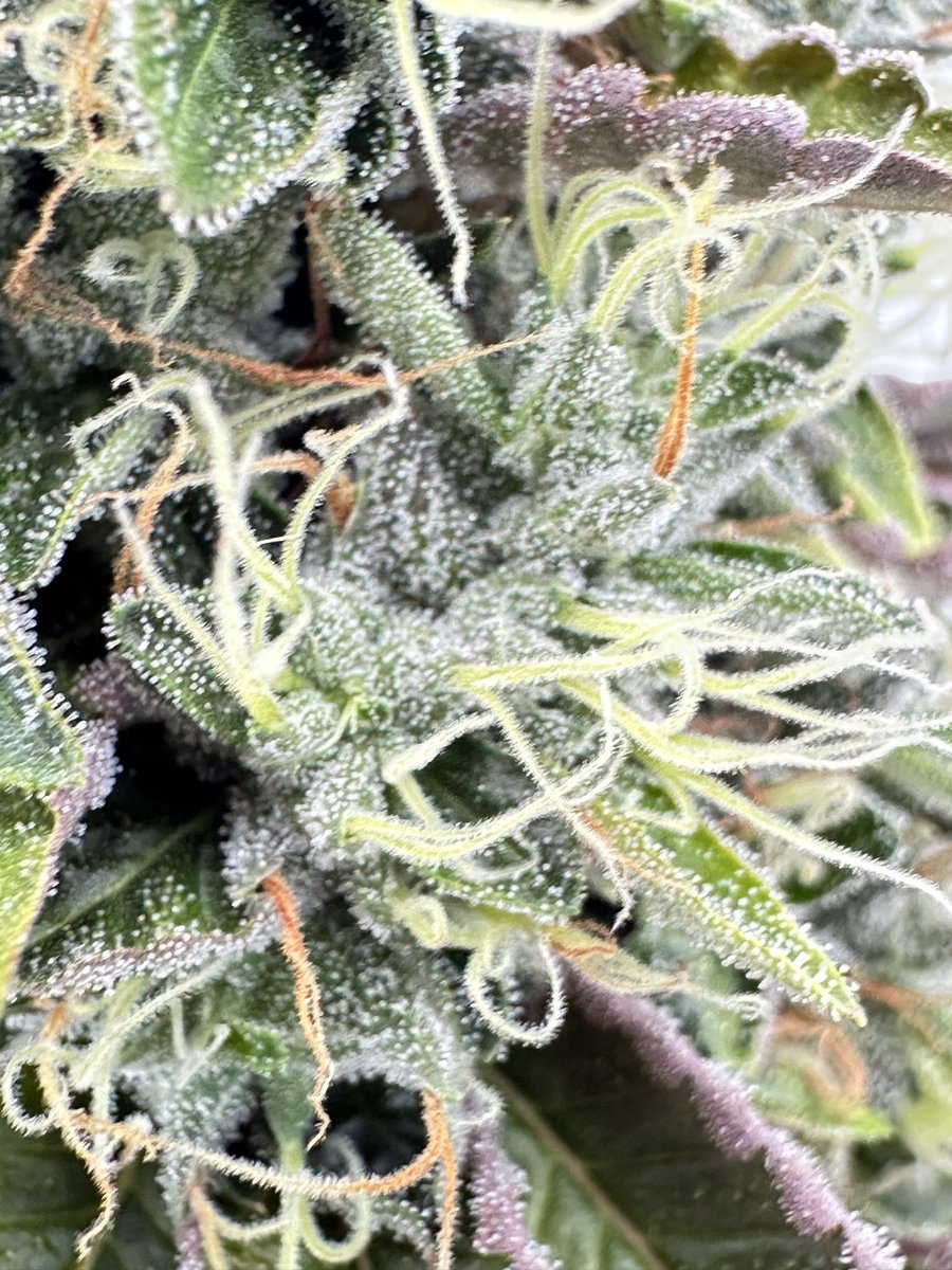 Cannabis Hort. Assoc tweet media