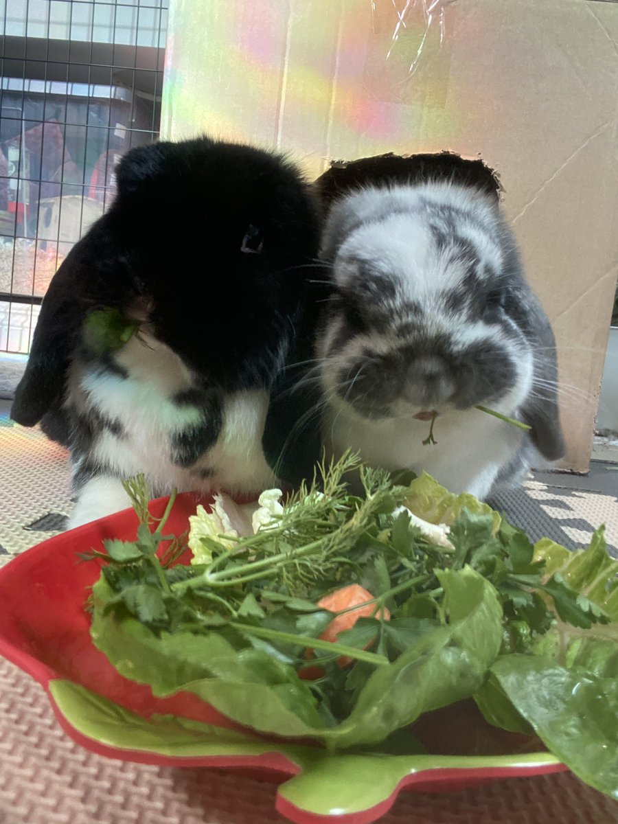 Qu1nceeee's tweet photo. Guys I am now a bun mum https://t.co/UIvNLwh0j9