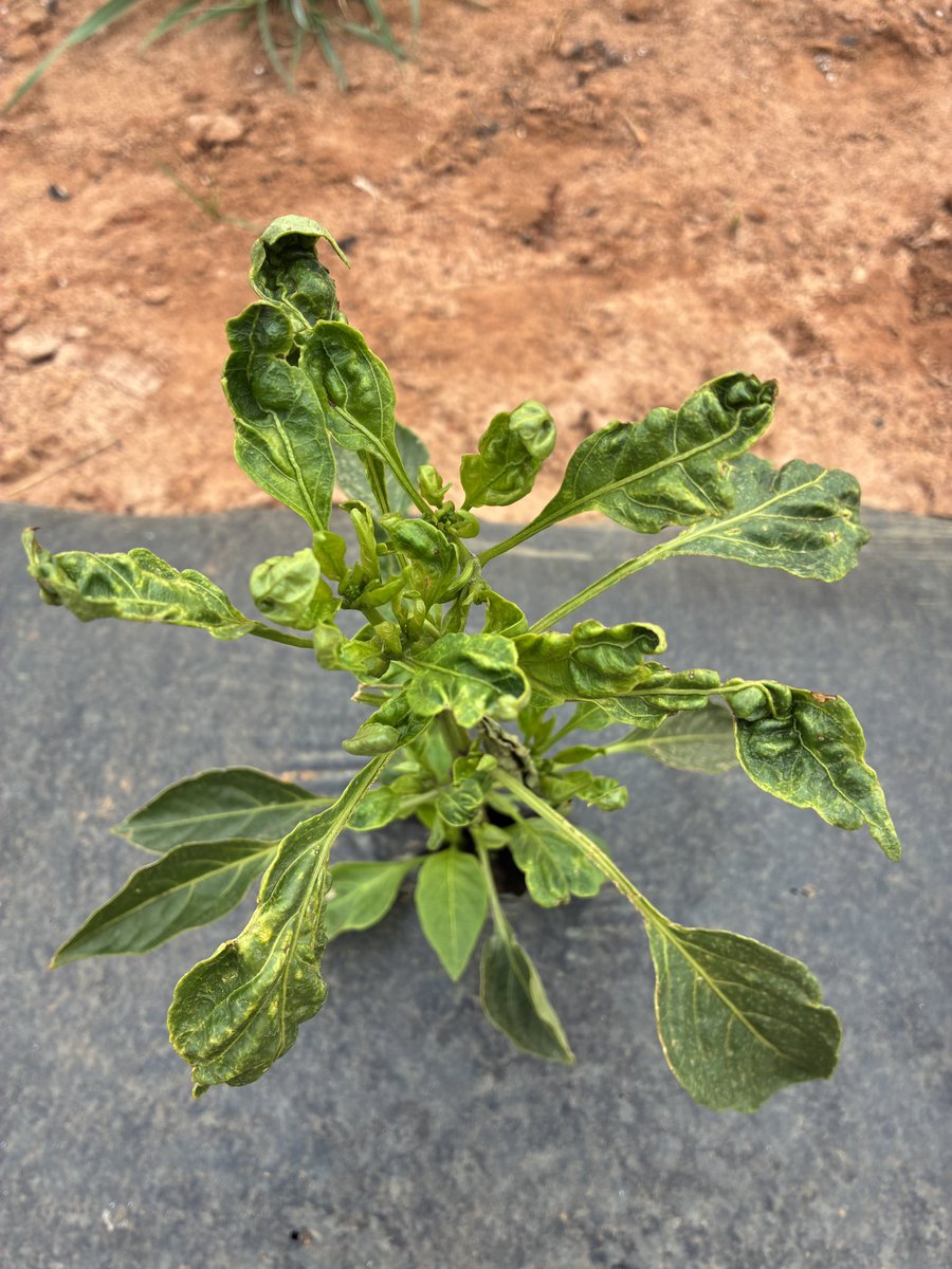 calecloud92's tweet photo. Thrips have been awful in pepper so far this spring https://t.co/0Bn9IUE6Ip