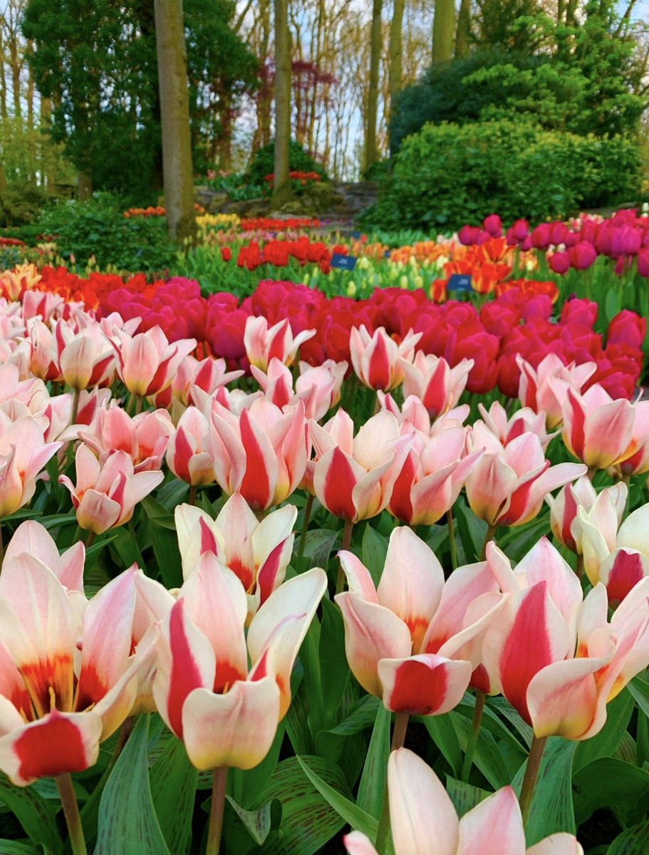 Saad G. Alharbi tweet media