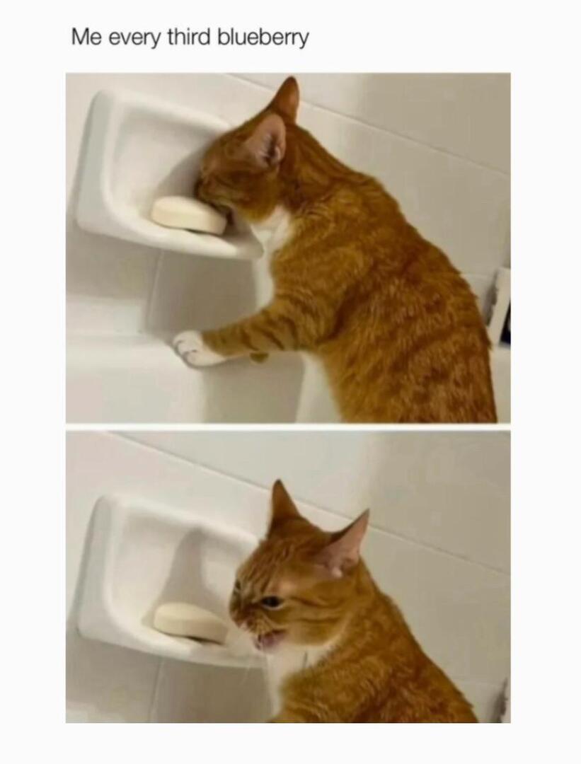 memesalvatore's tweet image. Some blueberries are tragic. /u/TimeProfessional9454 #dankmemes #memes