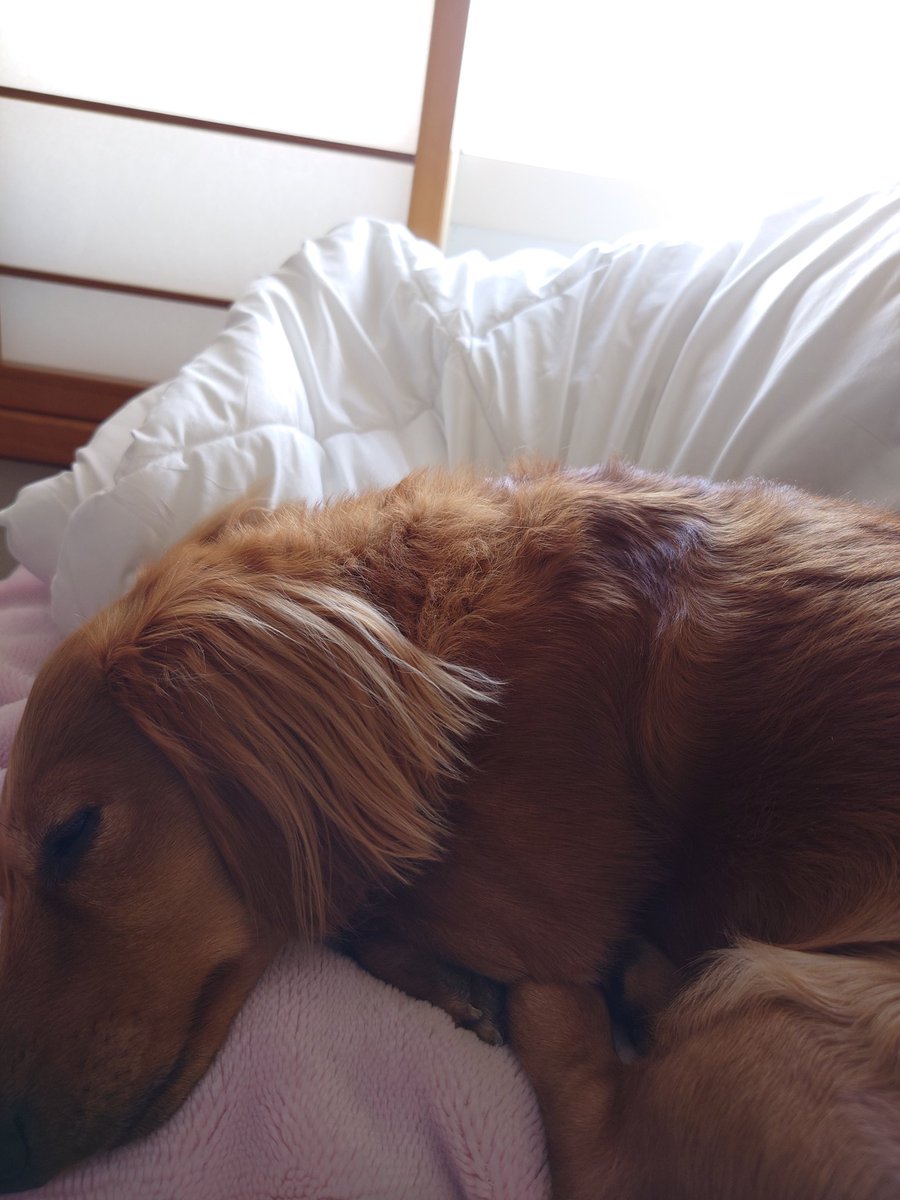 ラッキー tweet media