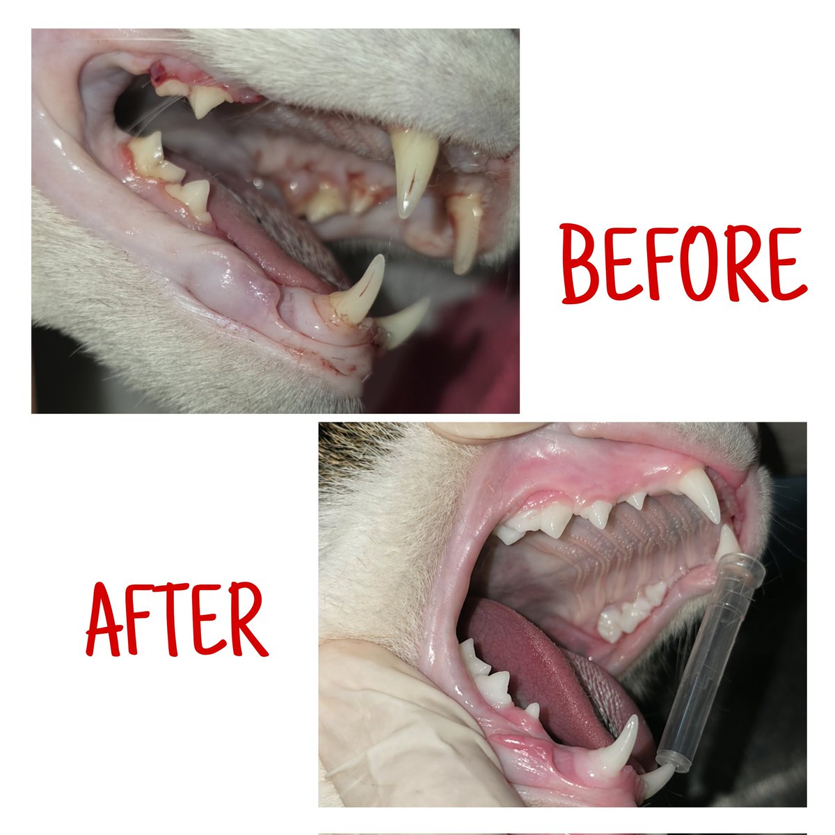morepativet's tweet photo. “Bunu sadece diş temizliği sanan çok kişi var 🦷⚠️
Ama gerçek şu: Kedilerde diş taşı, sessizce ilerleyen ciddi hastalıkların başlangıcı olabilir.
Ağız kokusu, iştahsızlık, salya artışı… ‘normal’ değil ❌
Bunlar vücudun verdiği erken uyarılar. https://t.co/kRNMs19y0x