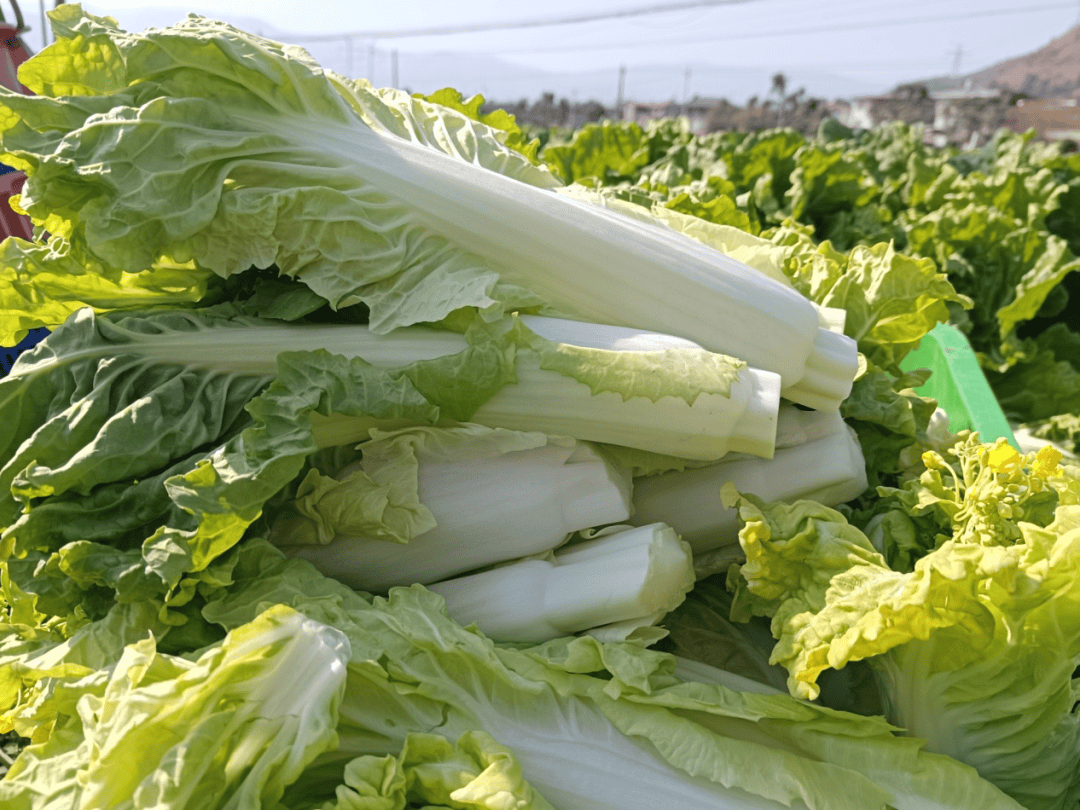 geovanny chavez tweet media