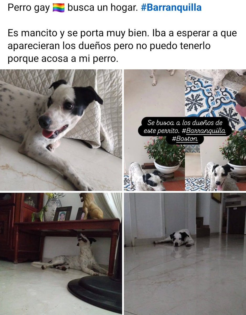Dybel's tweet image. Perro gay busca un hogar. #Barranquilla #Boston