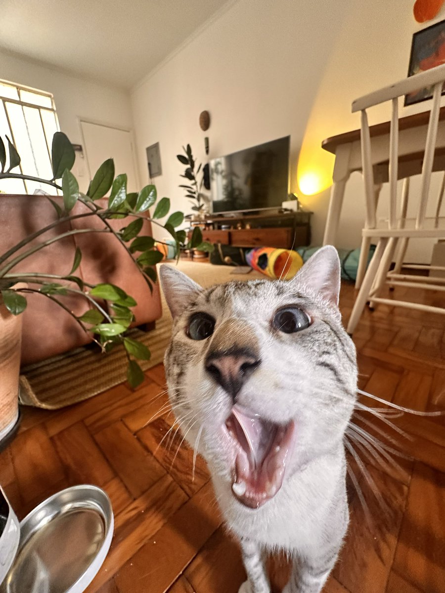 bwbigirl's tweet photo. @DivaDepressao eu não tenho gatos mas eu cuido de gatos (sou catsitter em sp)

mas é incrível como são seres apaixonantes. eu nunca tive nenhum gatinho e simplesmente mergulhei nesse trabalho, morrendo de medo de dar errado e agora trabalhando com isso por quase 5 anos 🥹 olhem essas fuças!!!! https://t.co/CBdLh64ibv