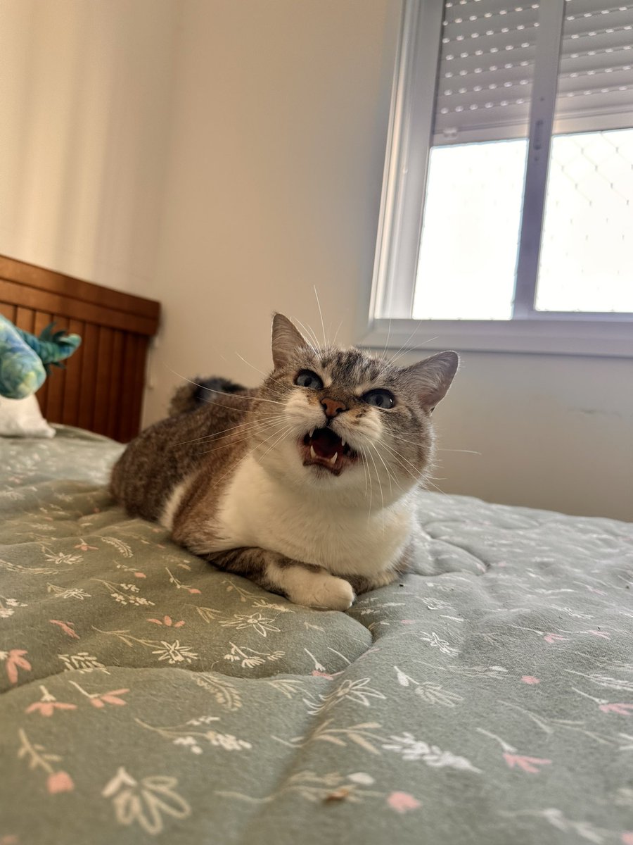 bwbigirl's tweet photo. @DivaDepressao eu não tenho gatos mas eu cuido de gatos (sou catsitter em sp)

mas é incrível como são seres apaixonantes. eu nunca tive nenhum gatinho e simplesmente mergulhei nesse trabalho, morrendo de medo de dar errado e agora trabalhando com isso por quase 5 anos 🥹 olhem essas fuças!!!! https://t.co/CBdLh64ibv