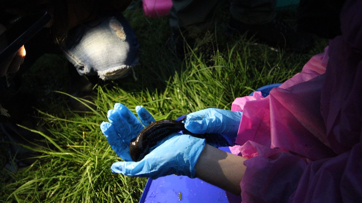 ChapultepecCDMX's tweet image. #SabiasQue
En los lagos del Bosque de Chapultepec también viven axolotes ᓬ(• - •)ᕒ

Estos fueron registrados durante el #BioblitzChapultepec de 2024 y pertenecen a la especie Ambystoma mexicanum