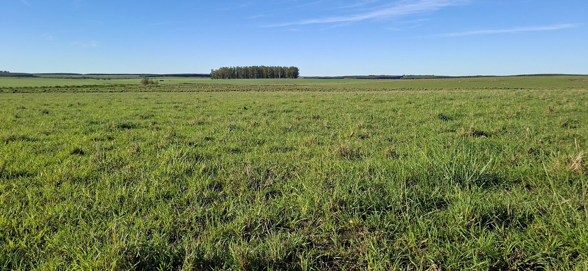 fegut82's tweet image. Megatermicas siembra 2023. #ManejoIntenso #Calidad #6UG/há #Verano