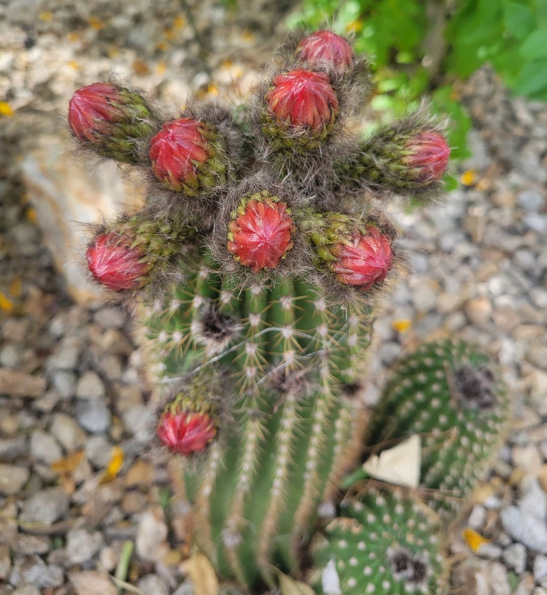 GroovyReflctns's tweet image. In my front yard. Waiting for them to open! #anticipation #cactus 🌵🌵🌵 #flowers 🌺🌺🌺