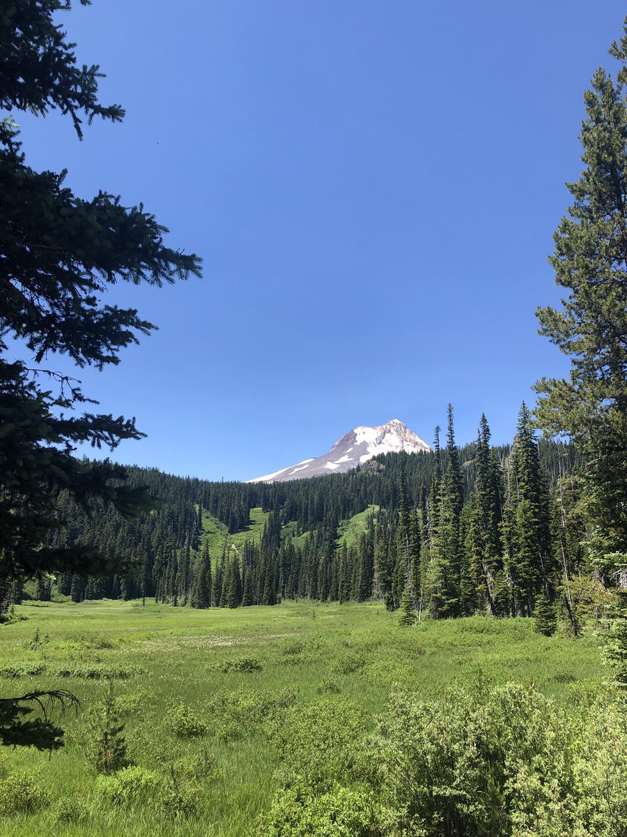 v ｅｅ 🍄 tweet media