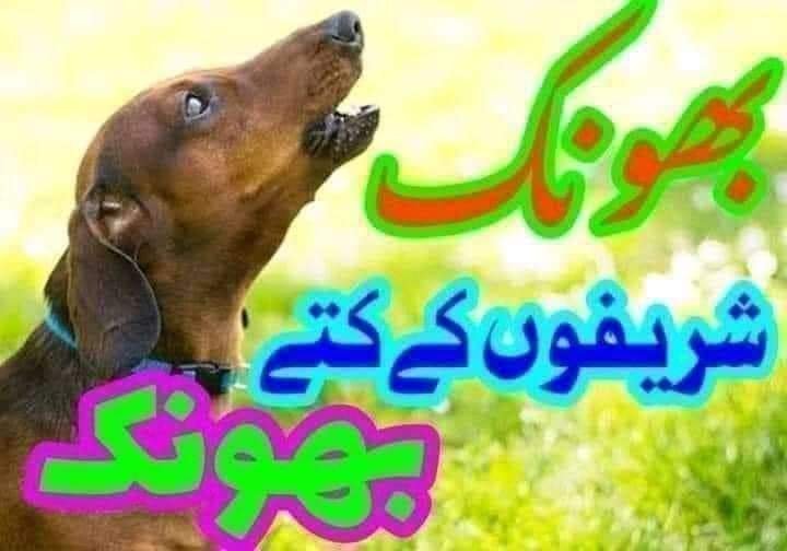 Patriot Official🌐 tweet media