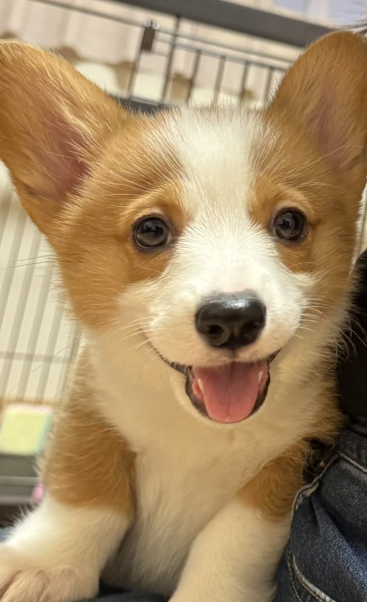 Hana:ty 🪽 tweet media