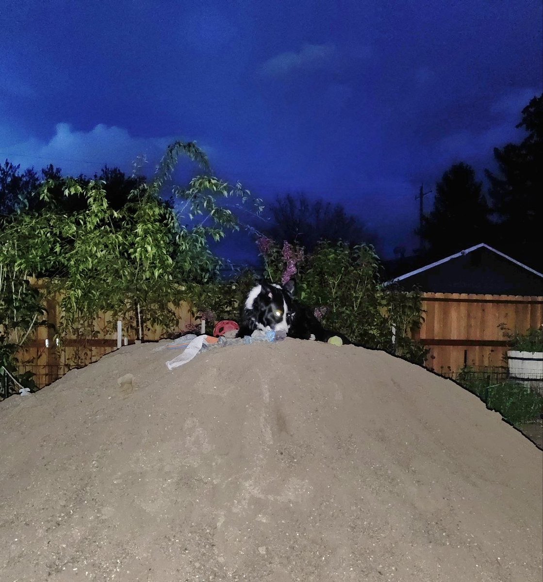 photosbyglenn's tweet image. Rosie on Mt. Rosie last night. She started barking at the trees and I activated my Merlin bird app and it picked up a Long-eared Owl. We've had three owls that have visited us. Mt. Rosie is eight yards of dirt.

#dogs #owls
