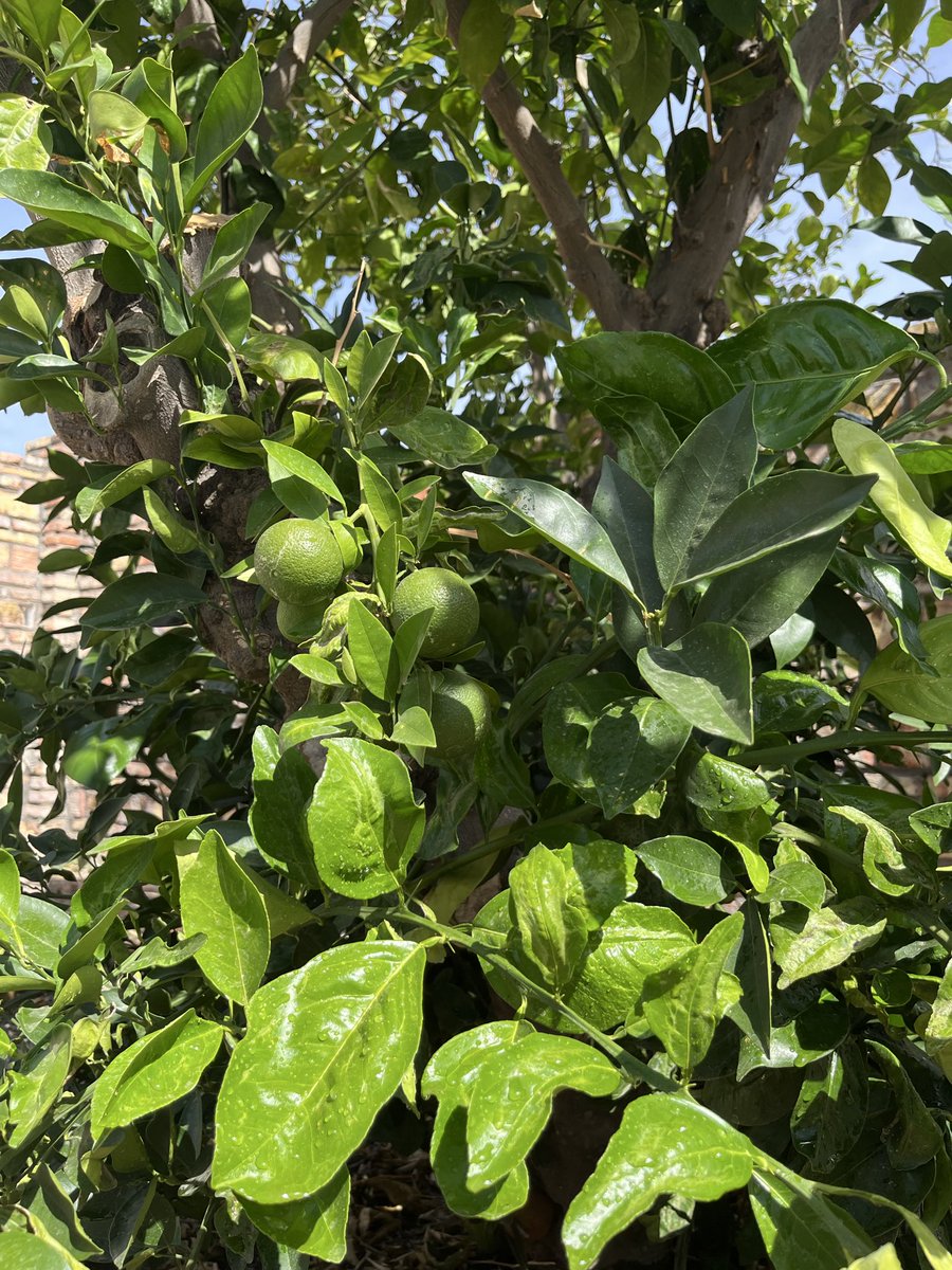 NatRexx_'s tweet photo. We have 🍋‍🟩 🌱 💚 https://t.co/Msl1I0kfHm