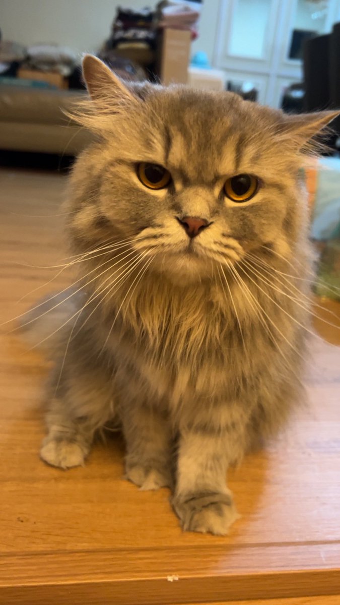 _haiqaly's tweet photo. @mynewshub 😭😭 doppelgänger ke ni, sama siau with my cat https://t.co/oujsGBt3Ts