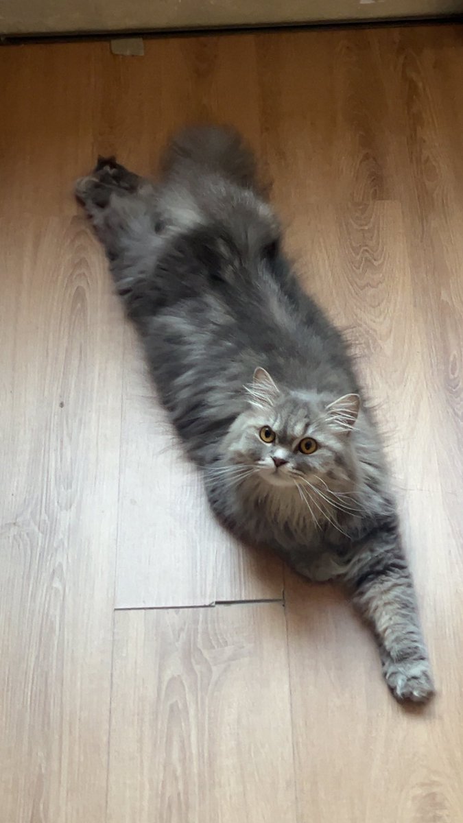 _haiqaly's tweet photo. @mynewshub 😭😭 doppelgänger ke ni, sama siau with my cat https://t.co/oujsGBt3Ts