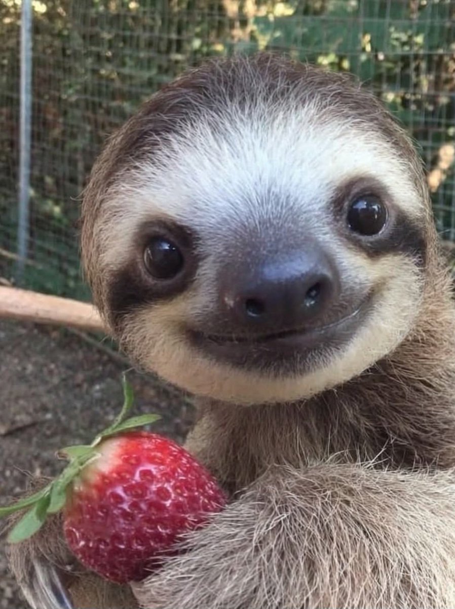 Shane Hollander fan 444 tweet media