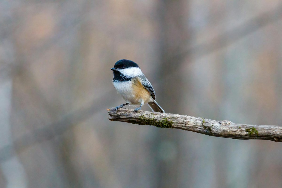 wildfactsdaily's tweet image. ⚡ The Black-capped Chickadee beats its wings up to 20 times per second! This incredible speed allows these little birds to swiftly navigate through the dense foliage of tropical forests in search of food. #Black-cappedChickadeeFacts