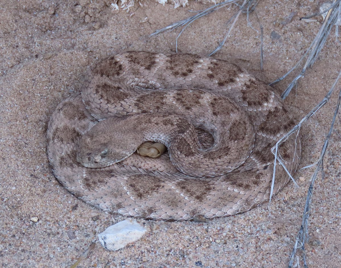 Robert P. Rowley tweet media