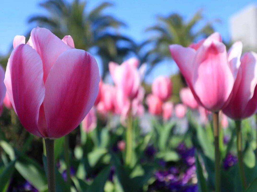 Seda08795215012's tweet image. Woke up to birdsong, brewed coffee over an open fire, and watched the sun paint the mountains pink. No Wi-Fi, no stress—just trees, tent, and the best kind of quiet.  #CampLife #NatureFix