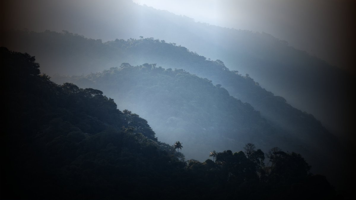 ParquesColombia's tweet photo. Colombia es uno de los países más megadiversos del planeta, y una parte esencial de esa riqueza está resguardada en el Sistema de Parques Nacionales Naturales. 

Hoy, #DíaDeLaTierra, te contamos que:
🌿 Protegemos el 41% de la flora nacional
🦜 Conservamos el 30% de las especies de fauna
⚠️ Resguardamos el 55% de las especies de fauna amenazadas

Razones para recordar que el poder de proteger el planeta está en nuestras acciones colectivas: cuidar, conservar y conectar con la vida. #ParquesEsMásVida