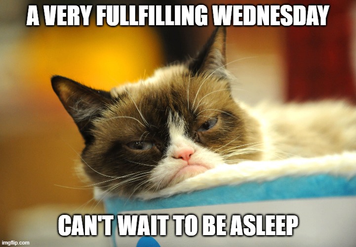 FlissZak's tweet image. Night, night #everyone.  Hope your Wednesday was fab.

#WritingCommunity #poetrycommunity #readingcommunity #GrumpyCat #Wednesday #GoodNight