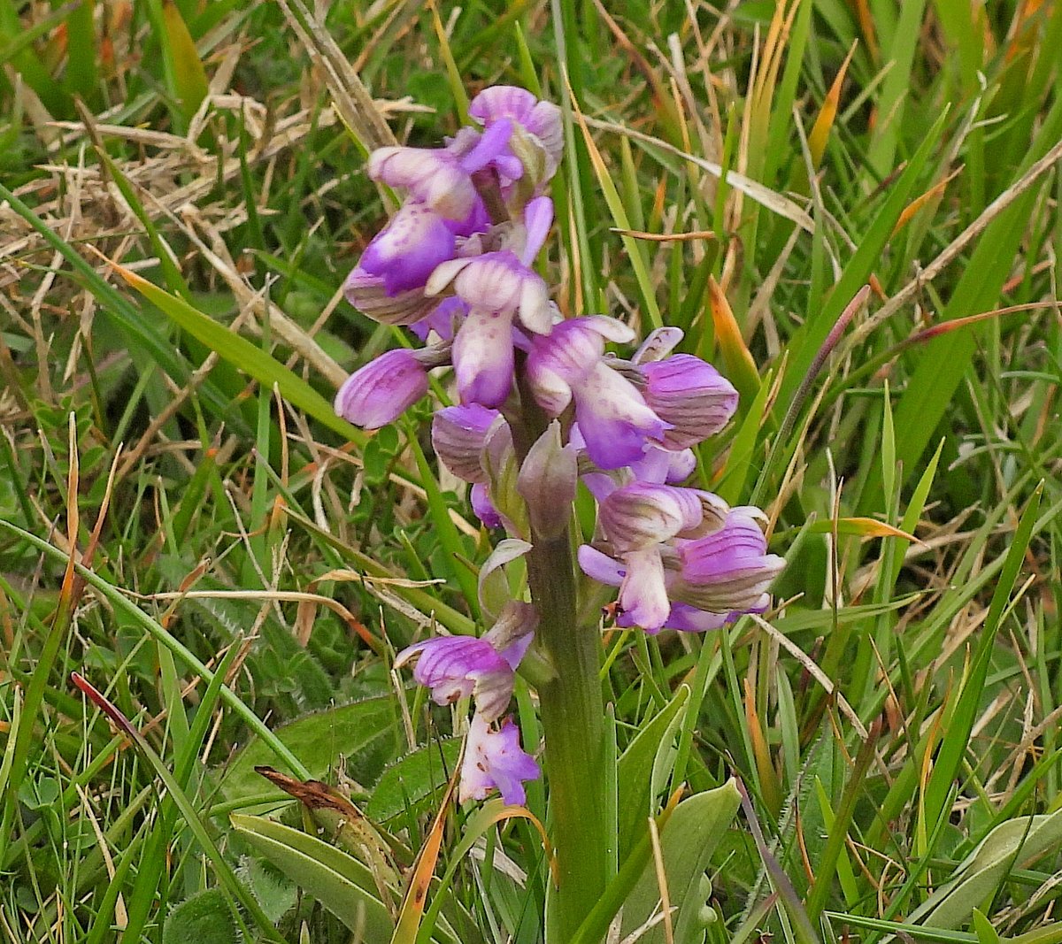 HargraveClive's tweet image. Green Winged orchids, Durlston Country Park.
@ukorchids #TwitterNatureCommunity