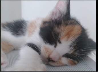 jhazeera_'s tweet photo. Kitten POV for wow, come check it out!! 

https://t.co/XVi52lmE5U https://t.co/HKQm4mu0Ch