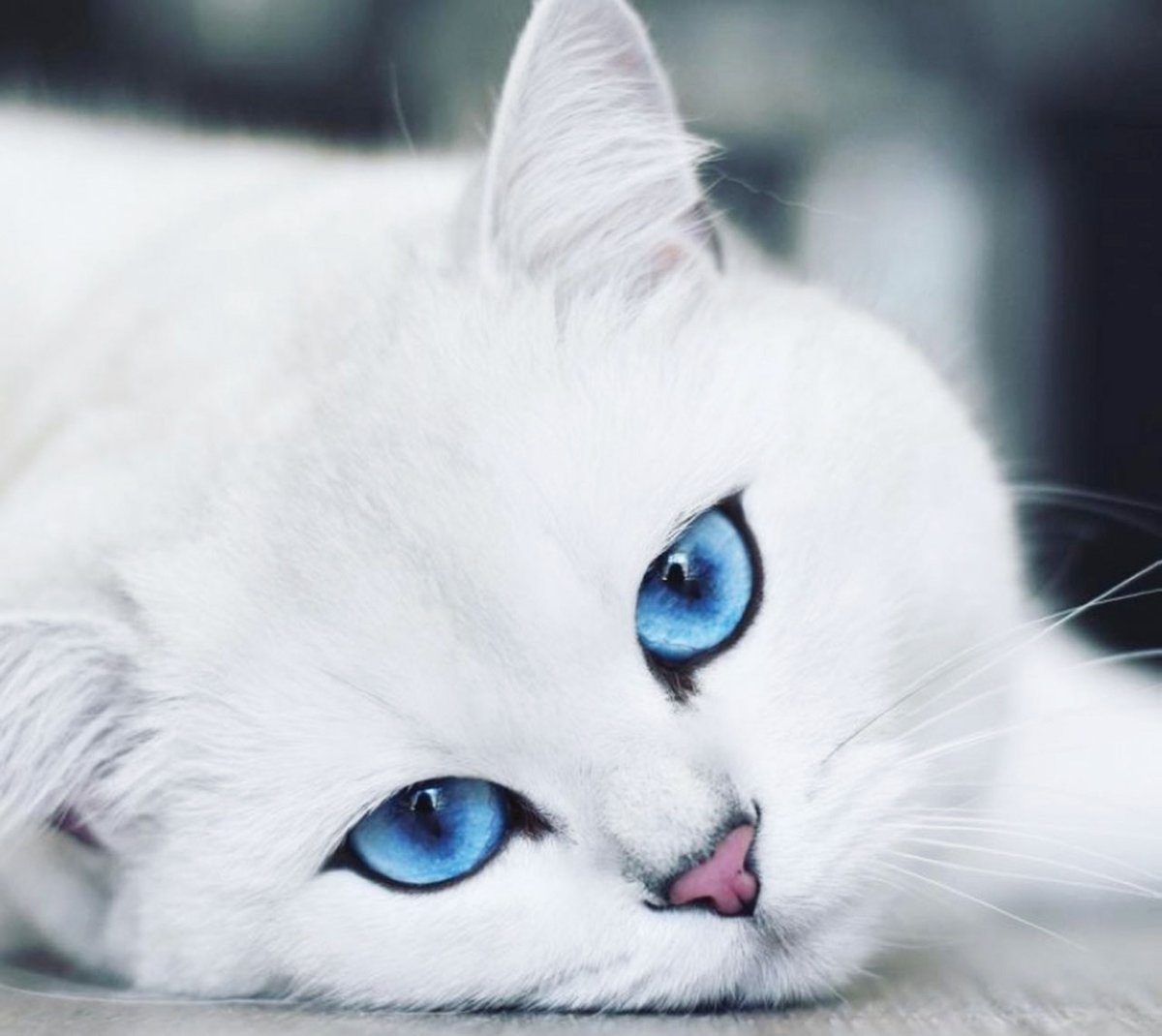 نـ░ـبـ░ـض شـ░ـآعـ░ـرٍ🎻 tweet media